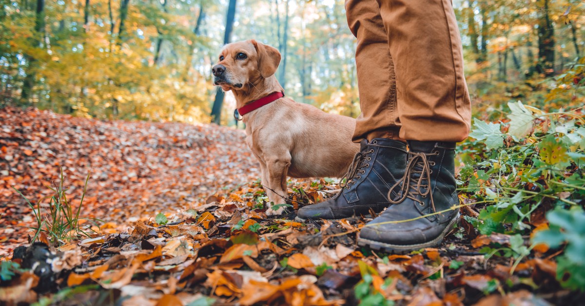 Safety Tips for Hiking with Your Dog This Fall