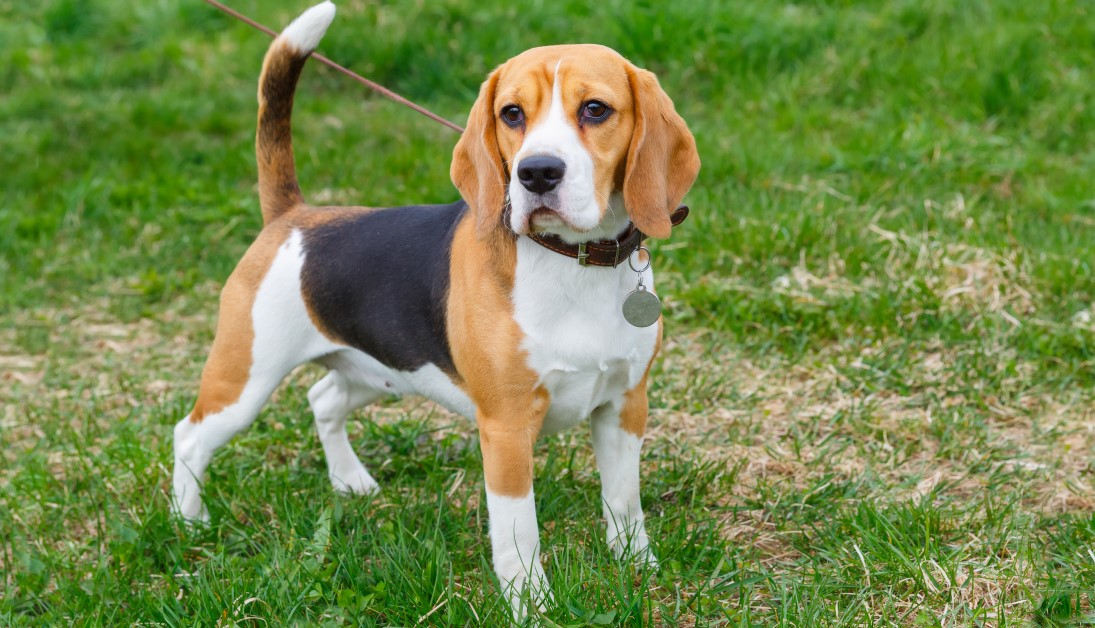 All About the Beagle: Floppy-Eared and Friendly