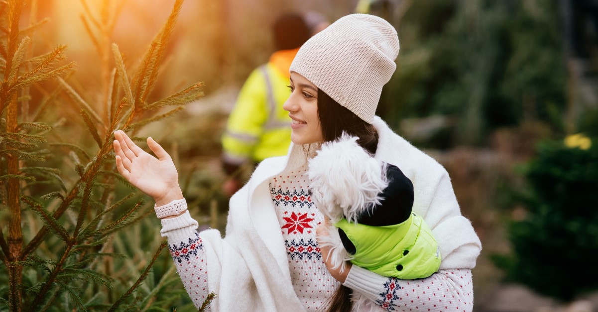 Holiday Plants to Avoid in Pet-Friendly Households