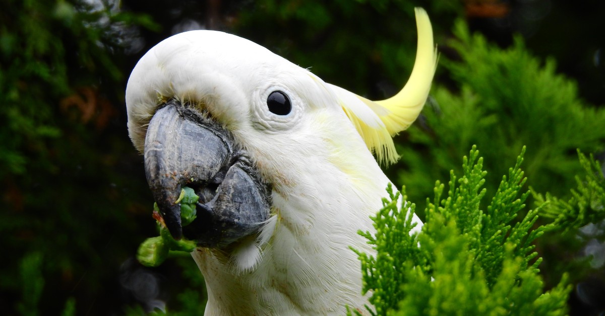 The Curious Cockatoo: Friendly & Social Pet Birds