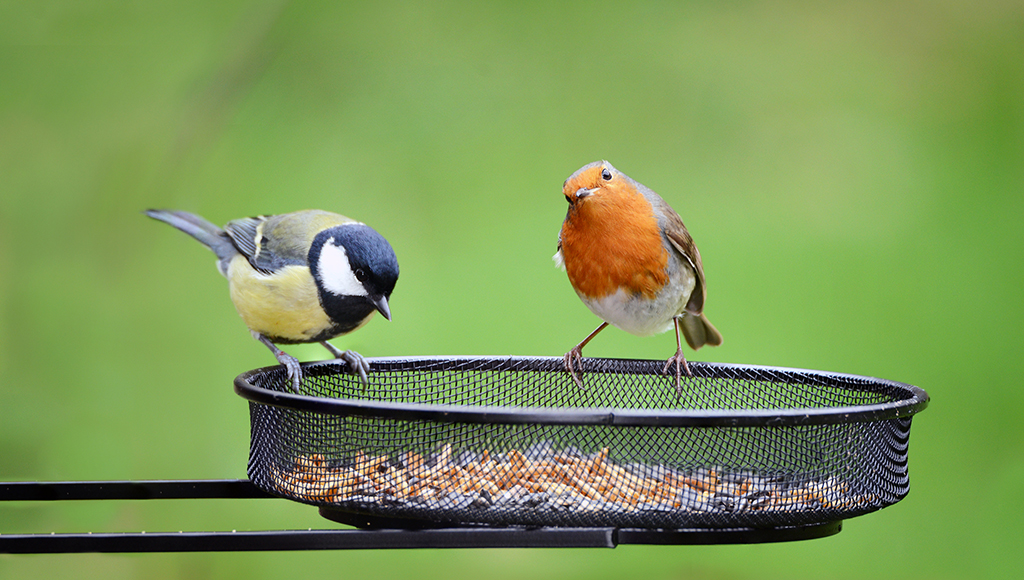 Care and Feeding of Wild Birds