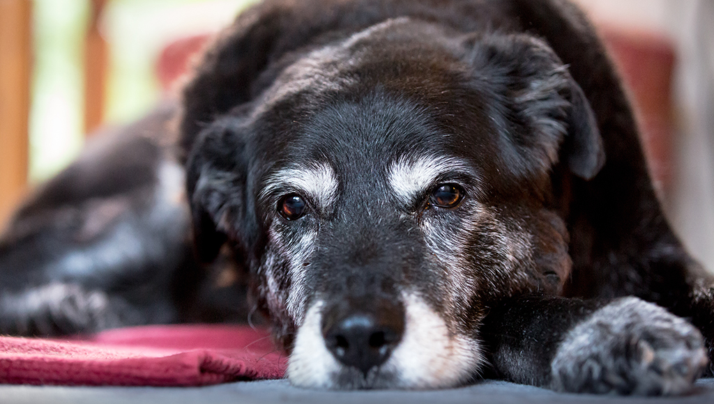 Senior Pet Wellness Checkups