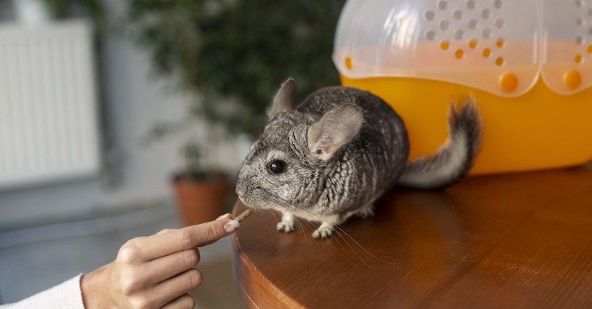 Ask Dr. Jenn: Do Chinchillas Make Good Pets?