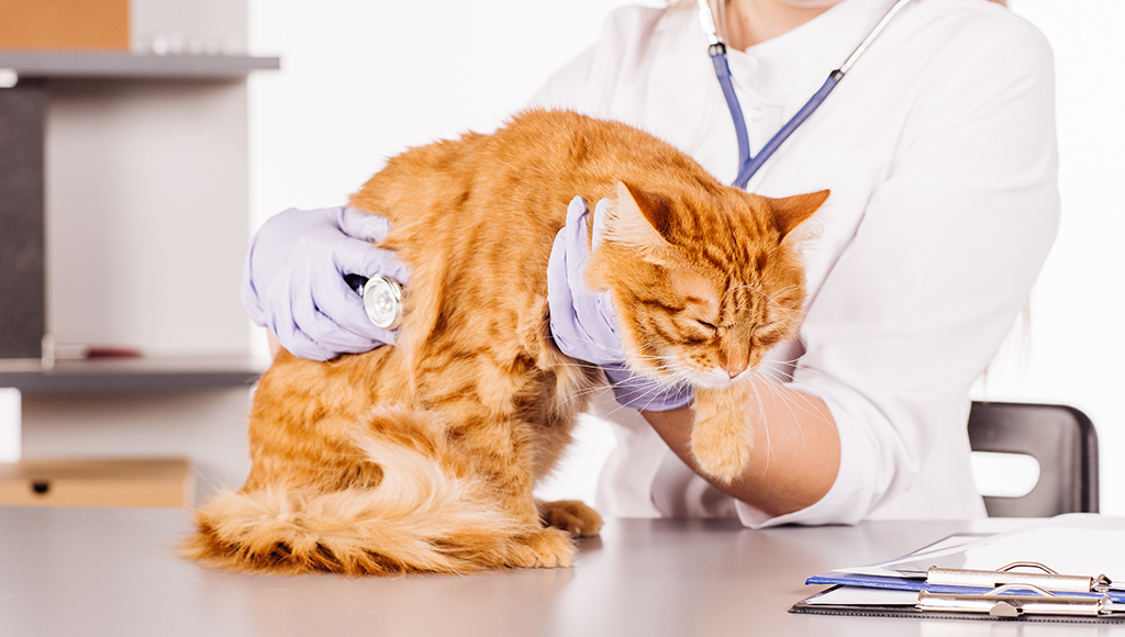 Respiratory Disease in Cats