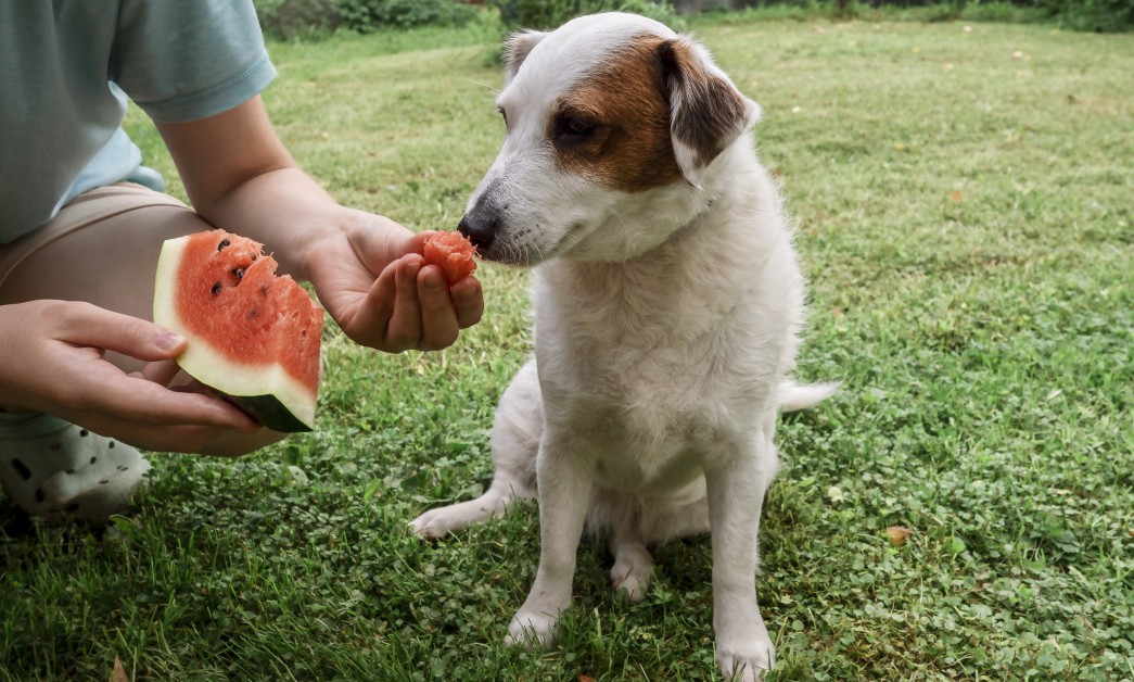 Thyroid Problems In Dogs And Diet Changes Natural Reference: Thyroid Disease In Dogs