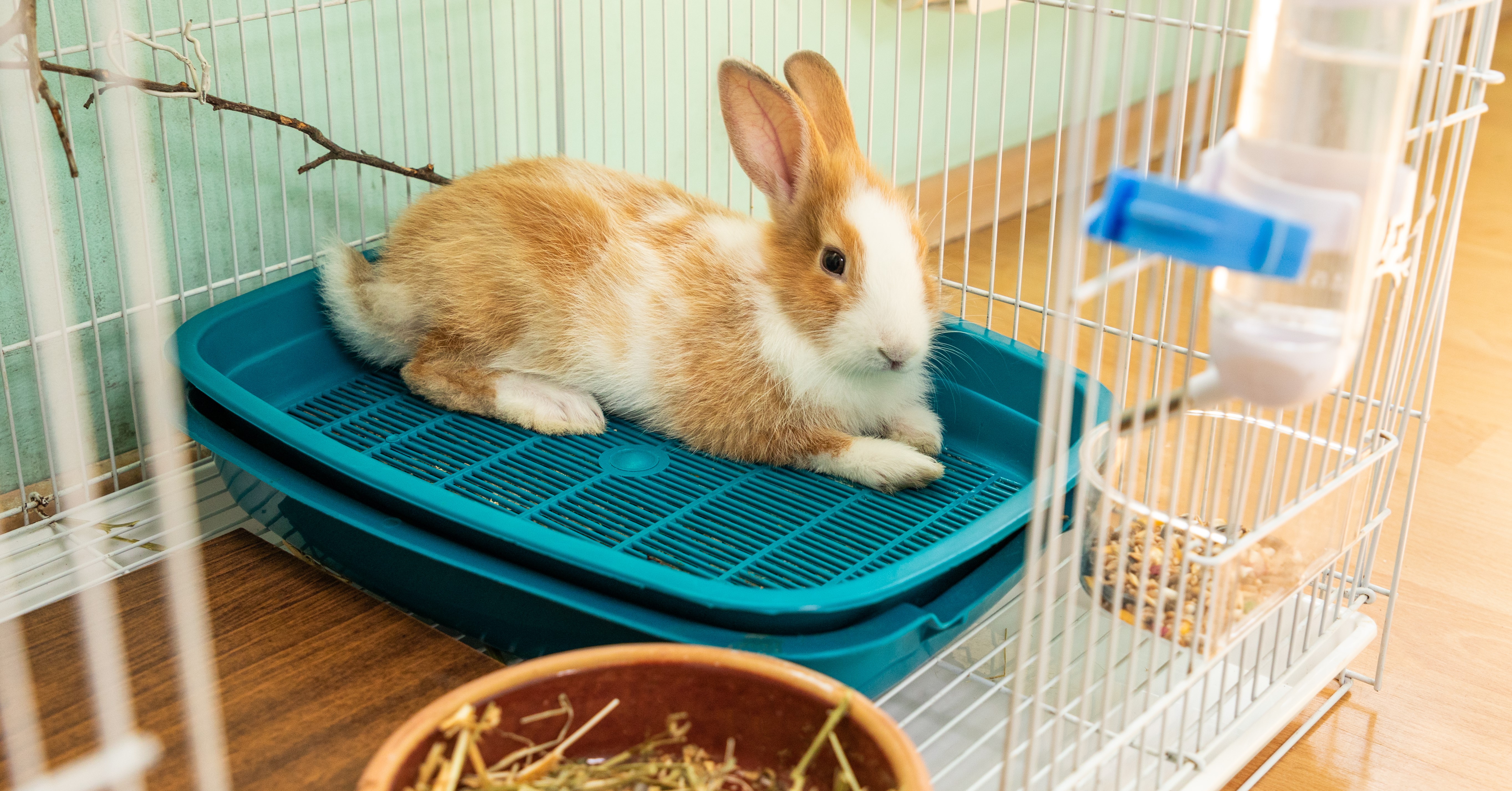 Litter Training for Rabbits | How to Teach Your Bunny to Use the Litter Box