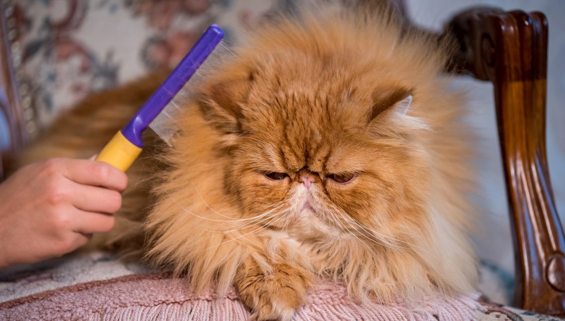 How to Safely Remove Mats and Tangles | Pet Care Tips