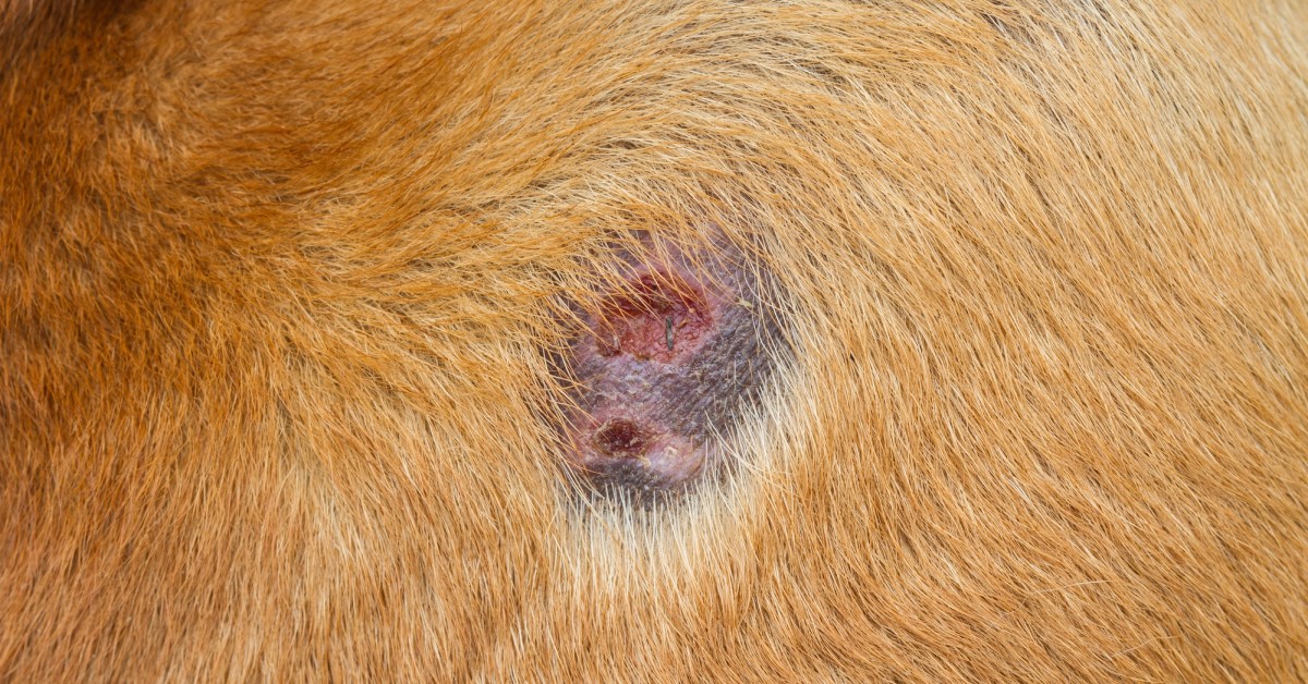 Bacterial Skin Infections in Dogs | Causes and Treatments